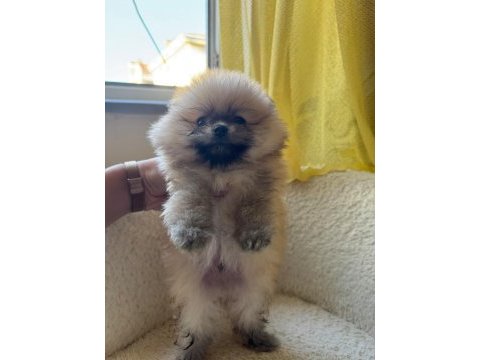Sağlık ve ırk garantili pomeranian boo