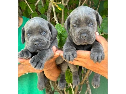 Blue cane corso yavruları
