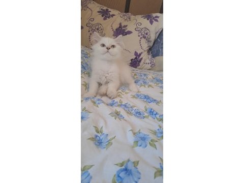 2 erkek british longhair yavru pet olarak sahiplendirilecek