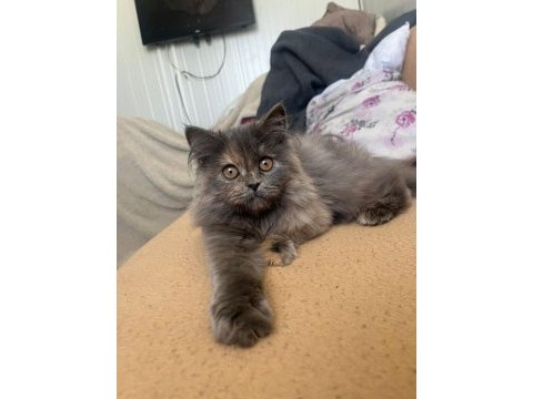 British longhair kedimiz 3 aylık