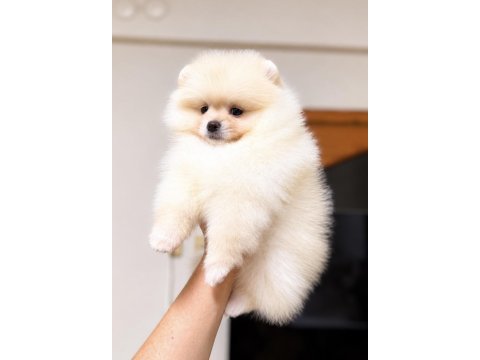 Dişi pomeranian boo köpeği