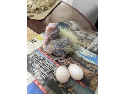 Hazır takım sultan papağanı birde yavrusu var