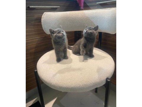 British shorthair - british longhair