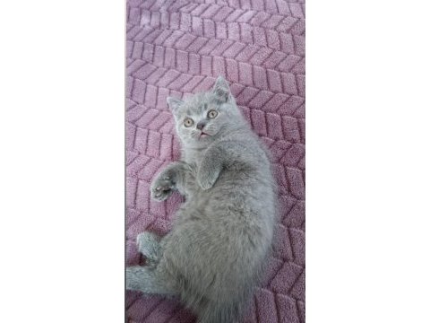 Yavru sultan papağanı ve damızlık takımlar bulunur
