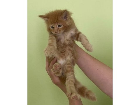 Maine coon erkek kırmızı