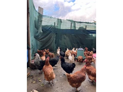 Satılık tavuklar