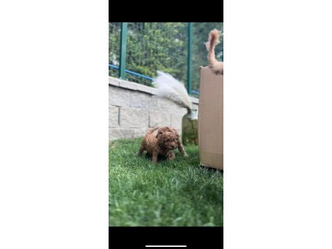 Red brown poodle yavrularım