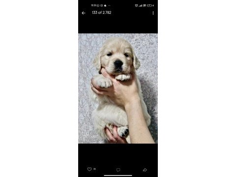 2 aylık golden retriever yavrularım