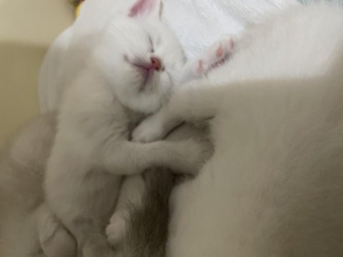 Chinchilla 5 haftalık yavru