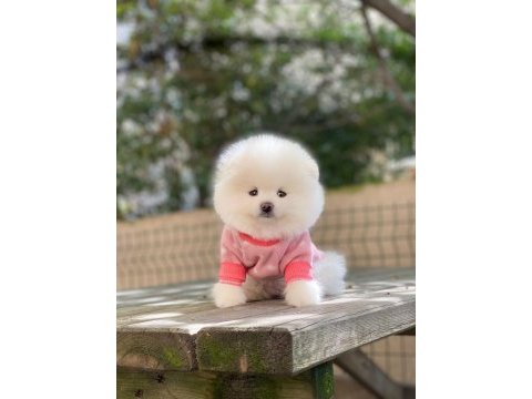 Pomeranian boo