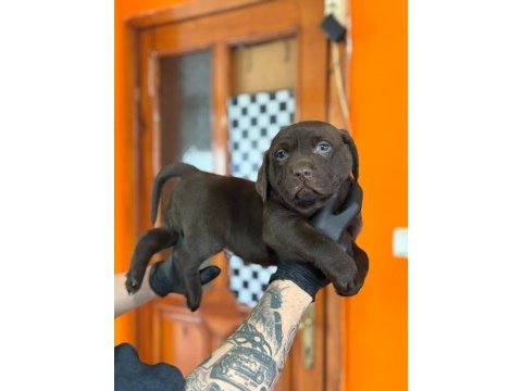 Safkan labrador retriever yavrularımız