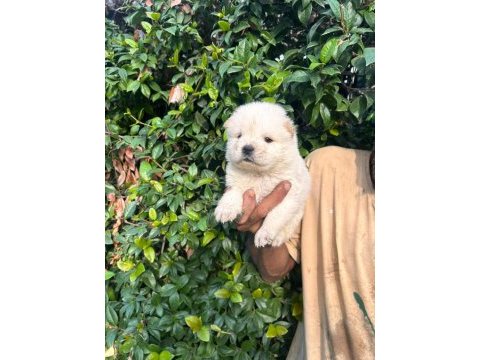 Bembeyaz chow chow yavrumuz yeni yuvasını arıyor