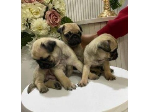 Elit patiler farkıyla pug yavrular