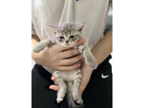 British shorthair prenseslerime yuva arıyorum