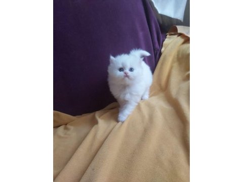 A kalite british longhair
