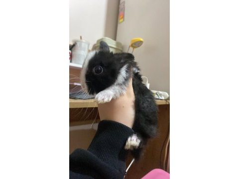 Dişi yavru tavşan