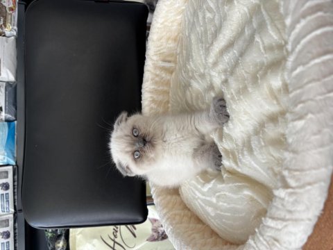 Blue point erkek scottish fold bebeğimiz