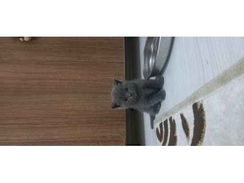 British shorthair yavru kedimiz