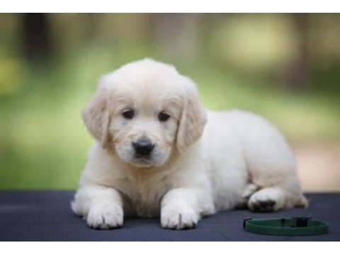 Bebek suratlı golden retriever yavrularım