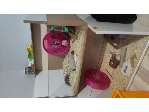 Teddy bear hamster
