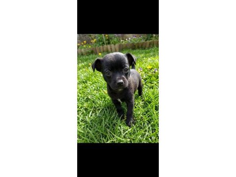 Chihuahua şivava bebekler