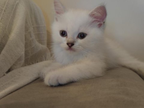 Safkan british shorthair ns1133 yavru