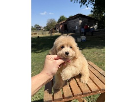 Güzeller güzeli maltipoo kızımız