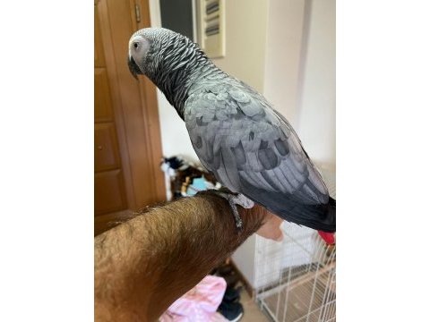 Jako papağanın da tek adres