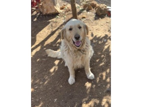 Irk ve sağlık garantili golden retriever