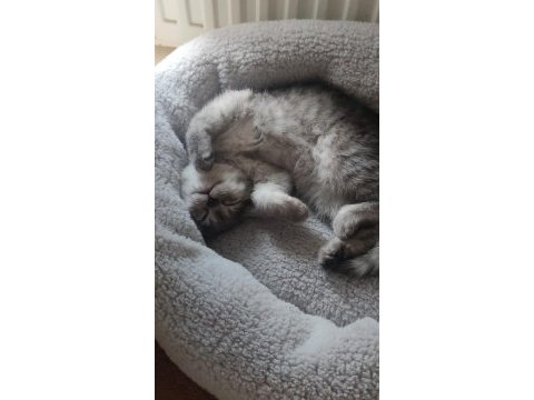 British shorthair