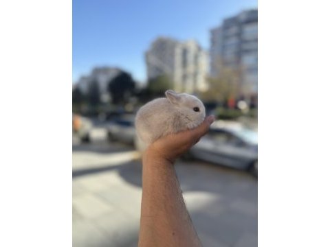 Cüce bebekler icin arayınız