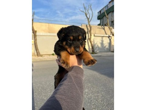 2 erkek ve 1 dişi koca kafa rottweiler yavrular