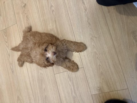 Satılık maltipoo yavru