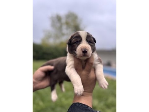 En zeki ırk border collie