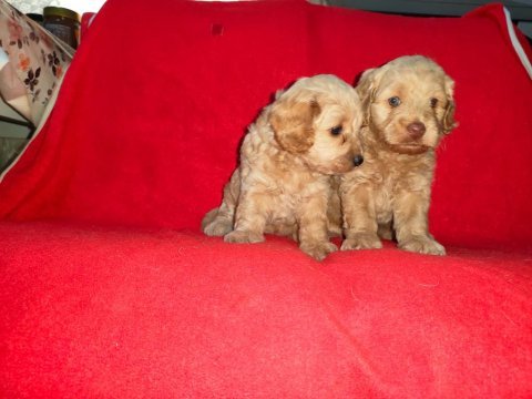 Sevimli ve oyuncu maltipoo yavruları