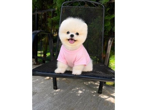 Pomeranian boo yavrumuz 