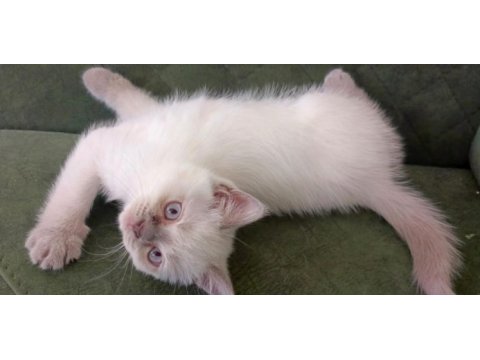 British shorthair bluepoint 3 aylık yavrular