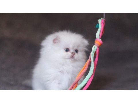 Orjinal silver ful taşıyıcı as1133 dişi british longhair