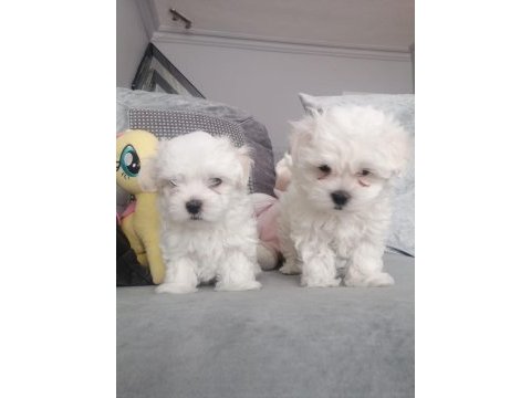 A kalite orjinal maltese yavrular