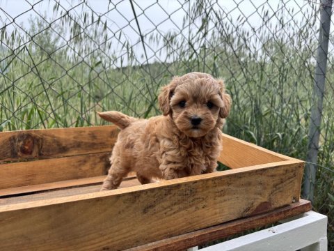 Maltipoo korea kan 0 boy bebeklerimiz
