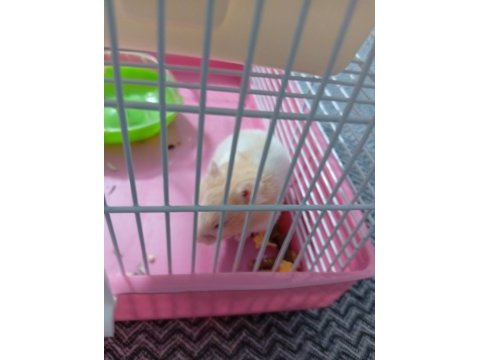 Acil satılık yavru hamster