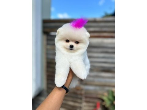 Pomeranian yavru köpeğimiz