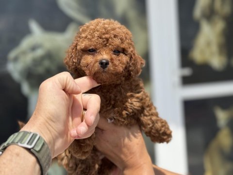 Ankaranın en seçkin kore toy poodle yavruları