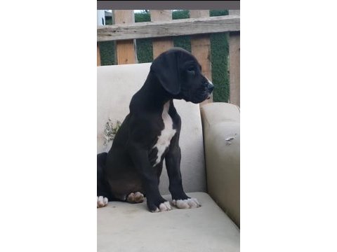 Great dane ( danua a secereli )