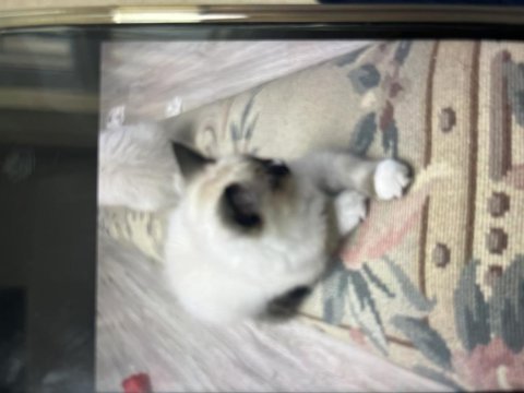 Anne babası orijinal ragdoll yavrumuz 2 aylık oldu