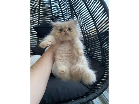 Exotic shorthair - iran persian