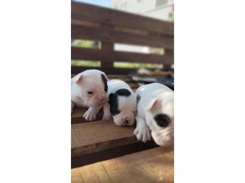 Pamuk gibi beyaz french bulldog yavrularımız