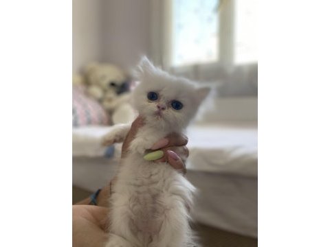 İran kedisi yavruları