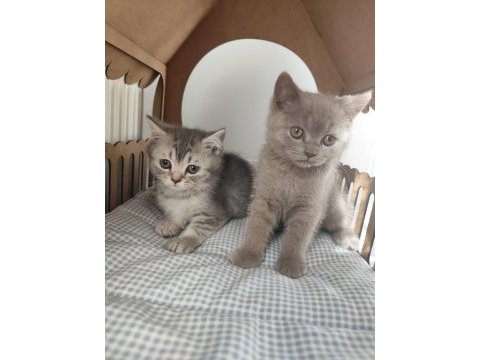 Son yavru british shorthair