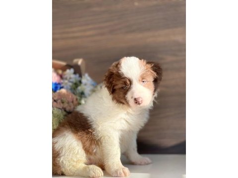 Border collie